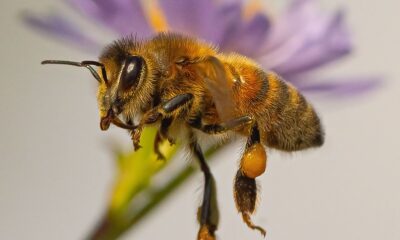 Researchers are listening in on insects to better gauge environmental health