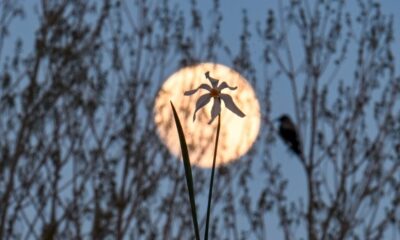 the full moon in the night sky