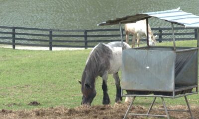 Inventors of Whac-A-Mole selling equestrian estate in Morganton