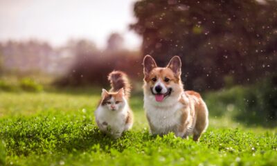 News 19 viewers celebrate National Pet Day!