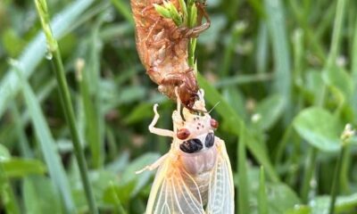 Brood XIX cicadas emerge in Tennessee. See photos, where they will be