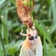 Brood XIX cicadas emerge in Tennessee. See photos, where they will be