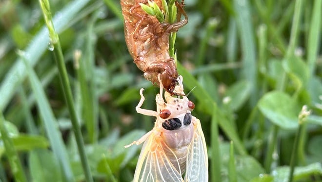 Brood XIX cicadas emerge in Tennessee. See photos, where they will be