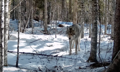 Pure wolves will likely never return to Maine 