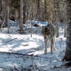 Pure wolves will likely never return to Maine 