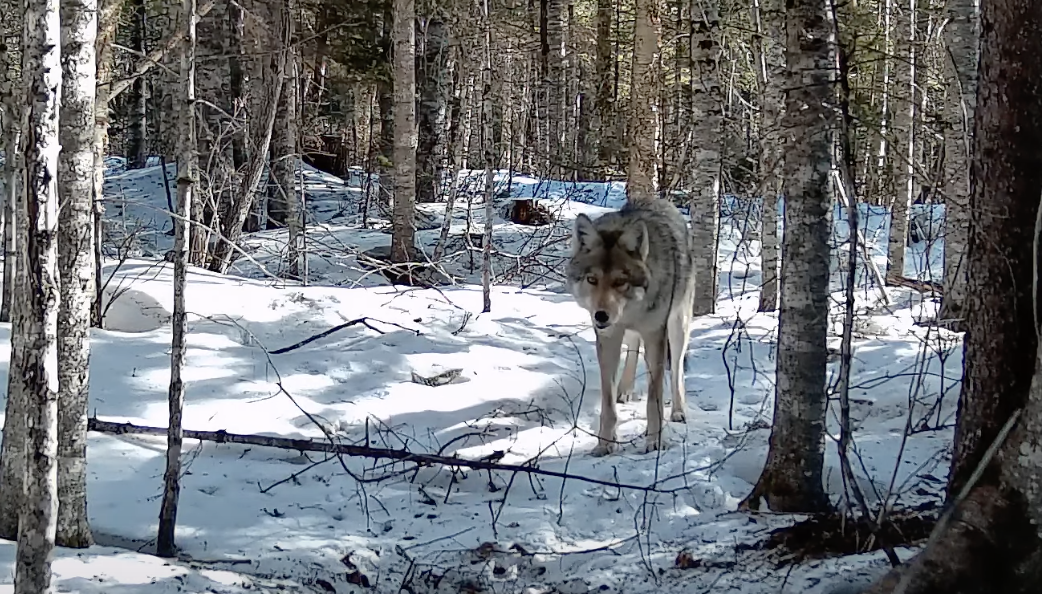 Pure wolves will likely never return to Maine 