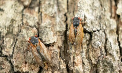 When will cicadas emerge in Chicago and Illinois? Estimated peak timing – NBC Chicago