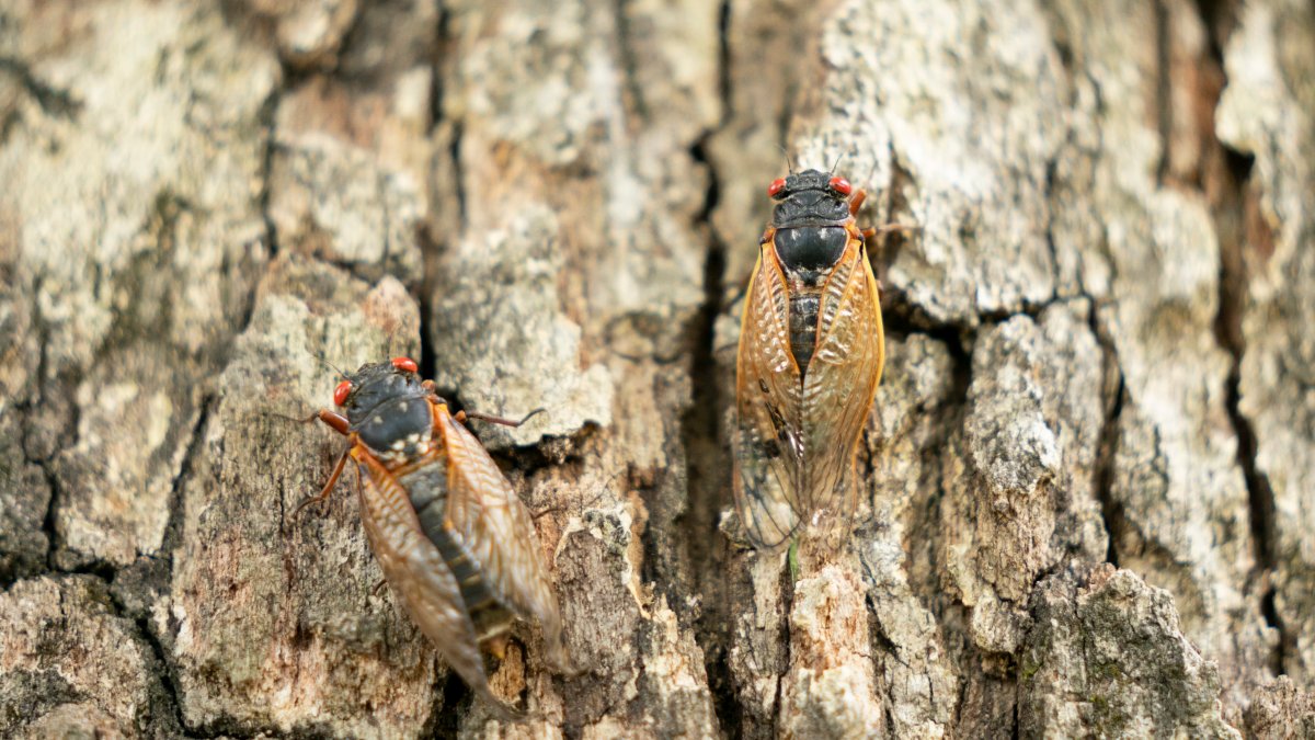 When will cicadas emerge in Chicago and Illinois? Estimated peak timing – NBC Chicago