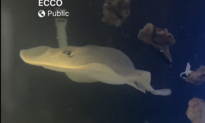 Charlotte the Stingray Isn't Pregnant After All