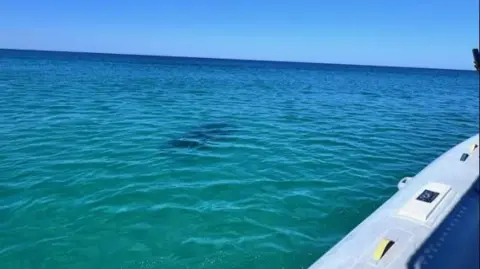 Walton Co Sheriff A picture of a hammerhead shark spotted from the side of a boat by the sheriff's office