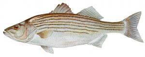 Striped bass illustration by Duane Raver Jr.