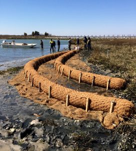 A living shoreline installed at the Indian River Marina