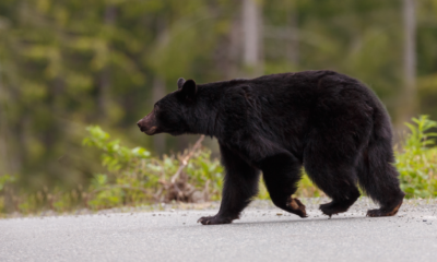 black bear