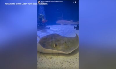 Charlotte the pregnant stingray in North Carolina develops rare reproductive disease, testing shows