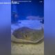 Charlotte the pregnant stingray in North Carolina develops rare reproductive disease, testing shows