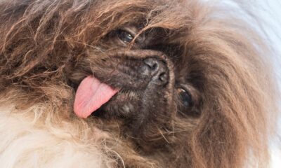 Pekingese named Wild Thang crowned World’s Ugliest Dog