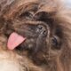 Pekingese named Wild Thang crowned World’s Ugliest Dog