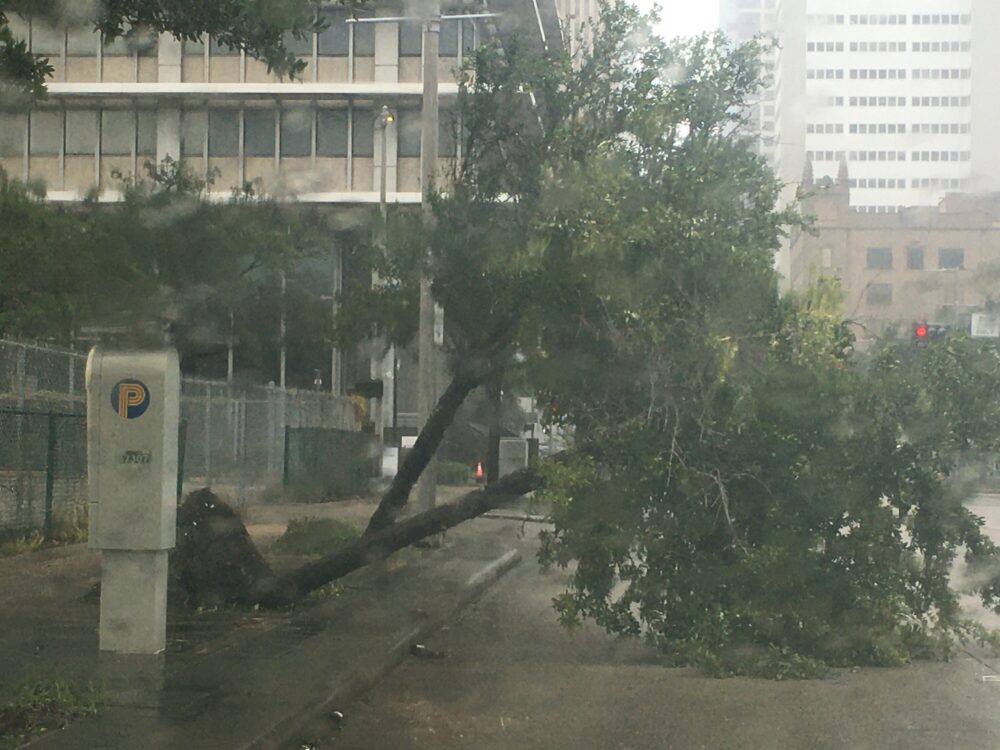 Fallen Tree Beryl