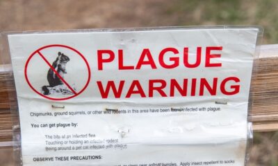 Human case of Bubonic plague confirmed in Colorado. What to know – NBC Los Angeles