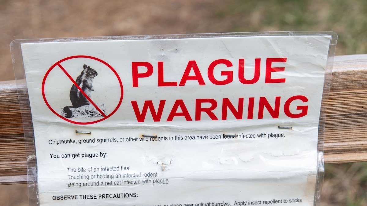 Human case of Bubonic plague confirmed in Colorado. What to know – NBC Los Angeles