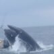 Whale surfaces and capsizes boat off New Hampshire coast