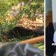 RFK Jr. bear Central Park: No charges for presidential candidate after he confesses to dumping cub